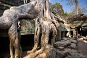 Travel photography:Giant tree roots at Ta Prom , Cambodia
