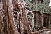 Travel photography:Giant tree covering Ta Prom , Cambodia