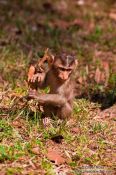 Travel photography:Monkeys near Angkor Thom, Cambodia