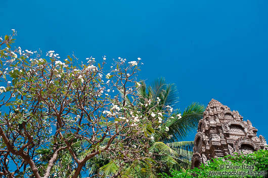 Blossoming tree at Wat Ohnalom 