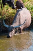 Travel photography:Water buffalo, Cambodia