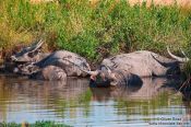 Travel photography:Water buffaloes in their element, Cambodia