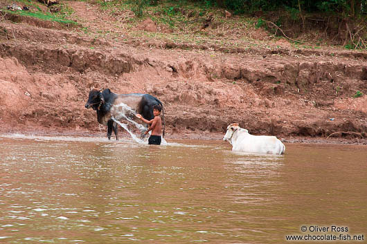 Washing the cows in the Mekong river 