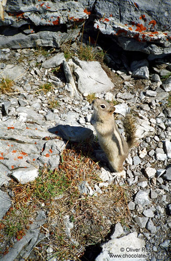 Squirrel in Banff National Park