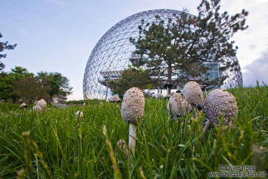 Montreal biosphere with mushrooms 