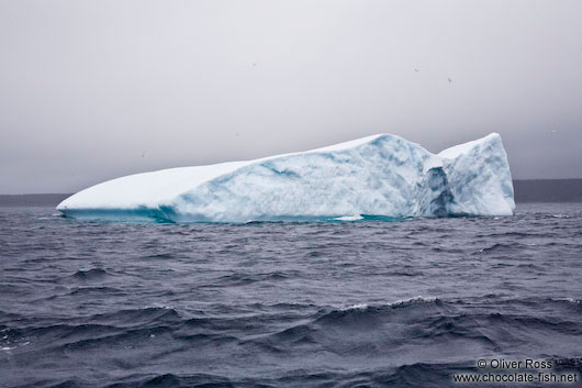 Iceberg near Bay Bulls