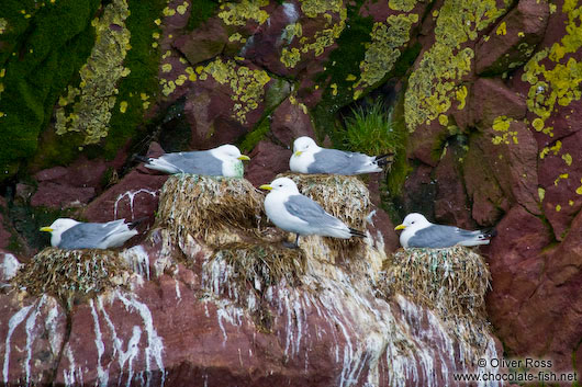 Nesting sea gulls on bird island near Bay Bulls