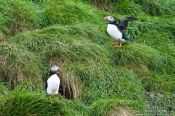 Travel photography:Atlantic puffins (Fratercula arctica) on bird island near  Bay Bulls, Canada