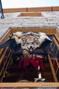Travel photography:Wolf hide for sale in Quebec´s old town, Canada
