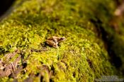 Travel photography:Tiny frog in Quebec´s Mont Tremblant National Park, Canada
