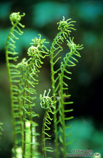 Small ferns on Vancouver Island