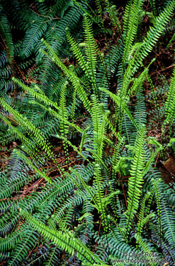 Small Ferns on Vancouver Island