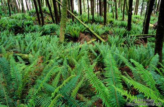 Ferns on Vancouver Island