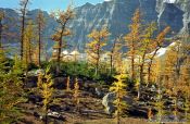 Travel photography:Trees in autumn colour at Lake Louise, Canada