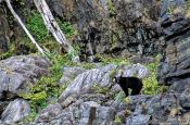 Travel photography:Black bear on Vancouver Island, Canada