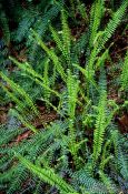 Travel photography:Small Ferns on Vancouver Island, Canada