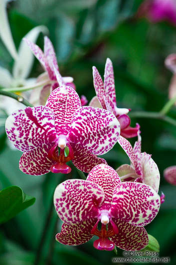 Phalaenopsis orchid at Hong Kong´s Botanical Garden