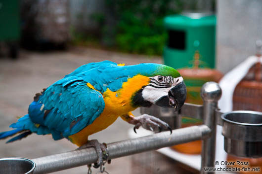 Parrot at the Hong Kong bird market 