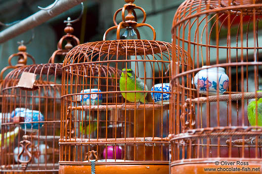 Caged birds at he Hong Kong bird market 
