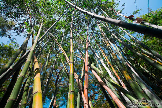 Bamboo grove in Hong Kong´s botanical garden