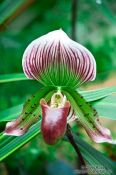Travel photography:Paphiopedilum orchid at Hong Kong´s Botanical Garden, China