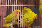 Travel photography:Caged birds at the Hong Kong bird market , China