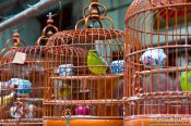 Travel photography:Caged birds at he Hong Kong bird market , China