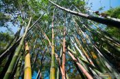 Travel photography:Bamboo grove in Hong Kong´s botanical garden, China