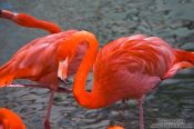 Travel photography:Flamingoes in Hong Kong´s Zoological Garden, China