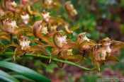 Travel photography:Orchids growing in Lijiang´s Black Dragon Pool park, China