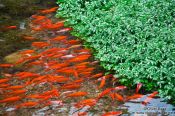Travel photography:Goldfish in Lijiang´s main river, China