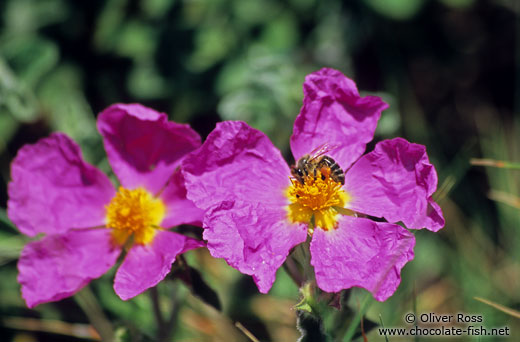 Flowers with bee in Rab