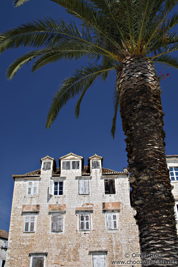 Palm tree with house in Trogir