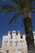 Travel photography:Palm tree with house in Trogir, Croatia