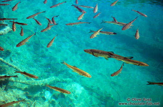 Fishes abound in the cristal clear water of the Plitvice lakes