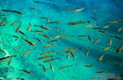 Travel photography:Fishes abound in the cristal clear water of the Plitvice lakes, Croatia