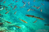 Travel photography:Fishes abound in the cristal clear water of the Plitvice lakes, Croatia