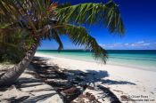 Travel photography:Palm tree at Cayo-las-Bruchas beach, Cuba