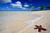 Travel photography:Red sea star at Cayo-las-Bruchas beach, Cuba