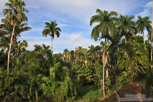 Cienfuegos botanical garden