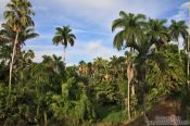 Travel photography:Cienfuegos botanical garden, Cuba