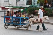 Travel photography:Goat wagon in Santa-Clara, Cuba