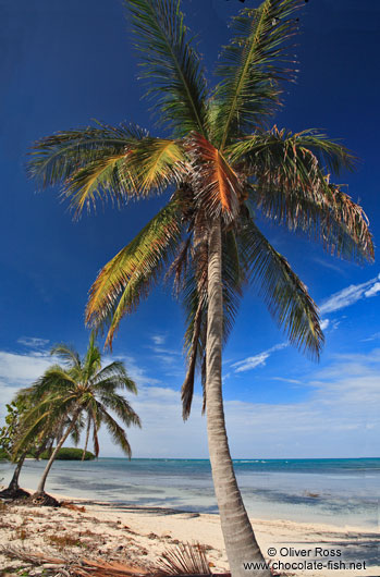 Palm tree on a beach in Cayo-Jutías