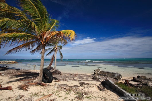 Palm trees with debris on a beach in Cayo Jutías