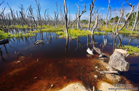 Dead trees in a swamp in Cayo-Jutias