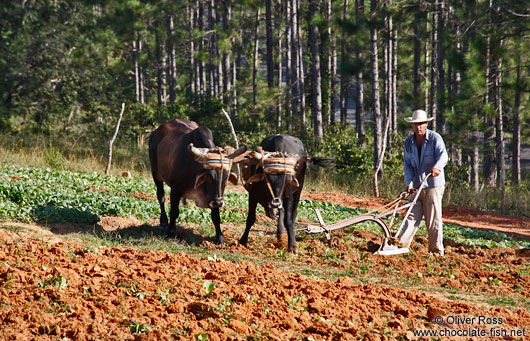 Vinales-ploughing-the-field-3551