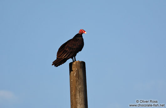 Vulture near Viñales