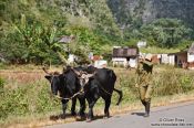 Travel photography:Man with oxen in Viñales, Cuba