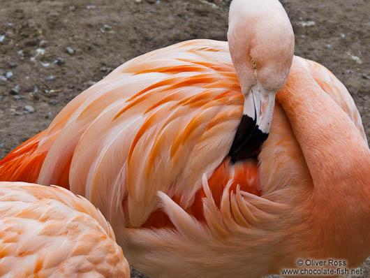 Flamingo in the Orangerie park in Strasbourg