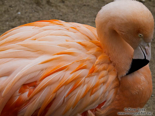 Flamingo in the Orangerie park in Strasbourg